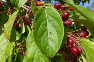 Malus halliana Leaf (19/09/2015, Kew Gardens, London)