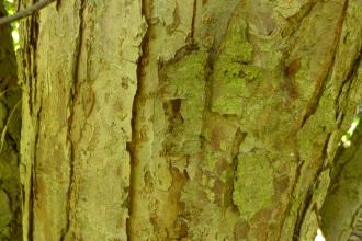 Malus halliana Bark (19/09/2015, Kew Gardens, London)