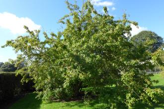 Malus halliana (19/09/2015, Kew Gardens, London)