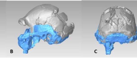 Homo naledi continues to confuse creationists