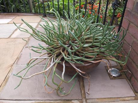 A Return to Paul's Garden