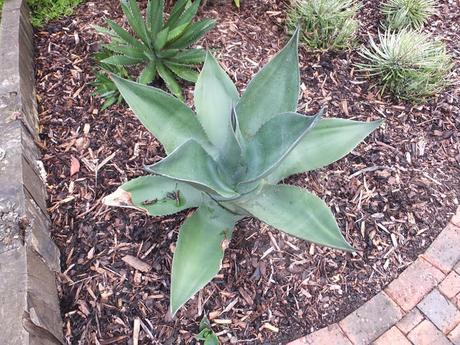 A Return to Paul's Garden
