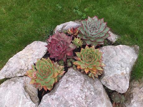 A Return to Paul's Garden