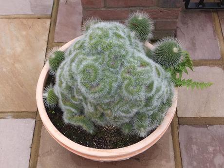 A Return to Paul's Garden