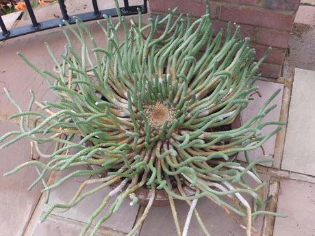 A Return to Paul's Garden