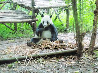 Destination: Chengdu