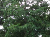 Meet Trees: Dawn Redwood