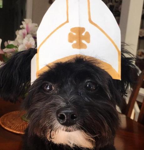 Top 10 Crazy Catholic Pope Dogs