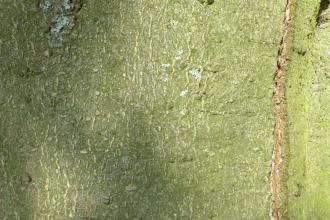 Fagus engleriana Bark (19/09/2015, Kew Gardens, London)