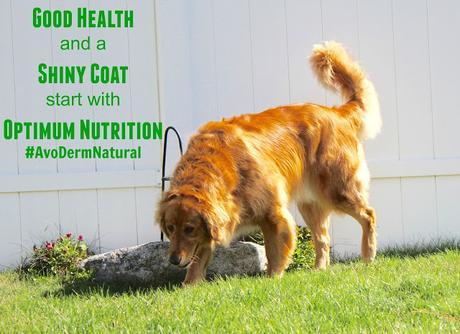 AvoDerm Natural dog food revolving menu grain free diet
