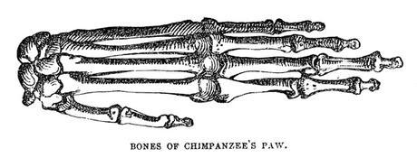 Human hands are still evolving; but not for the reason you might think