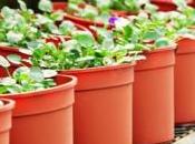 Case Study Reveals Transportation Strategy Helps Florida Nursery Business Blossom