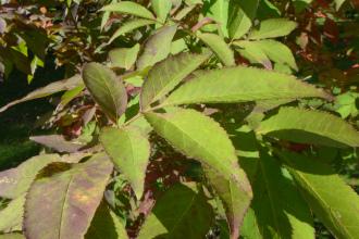 Fraxinus lanuginosa Leaf (19/09/2015, Kew gardens, London)