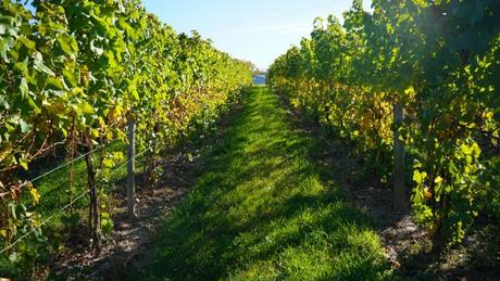 4 of Our Favorite Vineyards in the Finger Lakes
