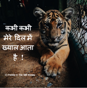 You are the Power of We: It is Time to Recognize THE POWER #AircelSaveOurTigers