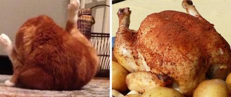 Top 10 Cats That Look Like Inanimate Objects