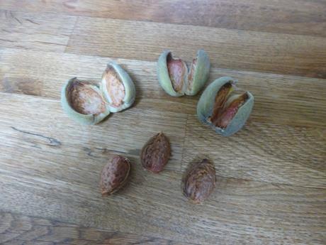 The Nut Harvest is in .....