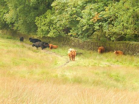 Lyme Park (Part 2)