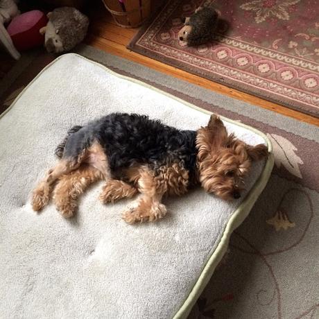 Priscilla-the-Yorkshire-Terrier-and-Her-Hedgehogs