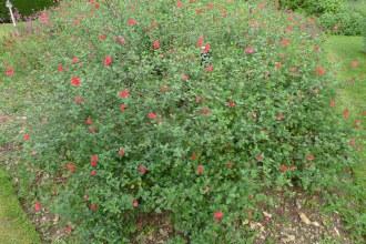 Salvia microphylla (04/10/2015, Kingston Maurward Gardens, Dorchester)