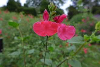 Salvia microphylla Flower (04/10/2015, Kingston Maurward Gardens, Dorchester)