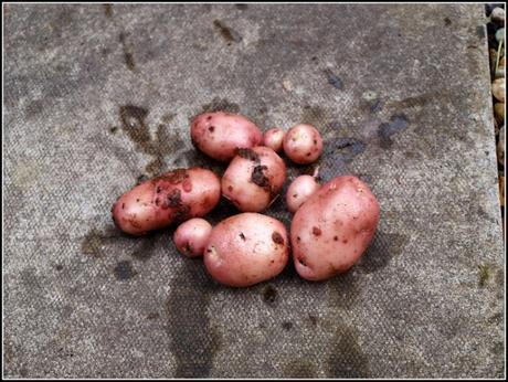 Harvest Monday - 26th October 2015