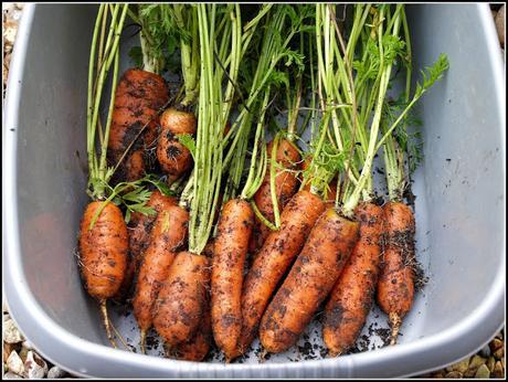 Harvest Monday - 26th October 2015
