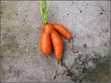 Harvest Monday - 26th October 2015