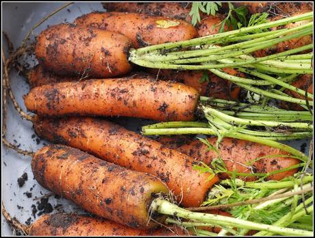 Harvest Monday - 26th October 2015