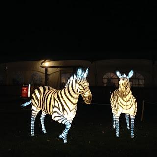 MOMday: Illuminasia at the Calgary Zoo