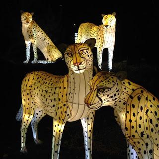 MOMday: Illuminasia at the Calgary Zoo