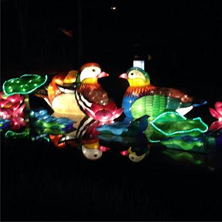 MOMday: Illuminasia at the Calgary Zoo