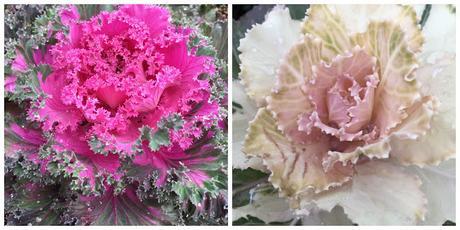 Ornamental cabbages