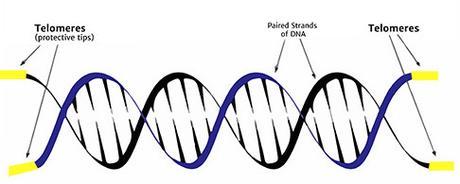 telomeres