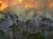 Crime Against Humanity” Hothouse Wildfire Smoke Sickens 500,000 Indonesian Officials Plan Mass Evacuations