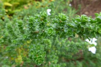 Prostanthera cuneata Leaf (04/10/2015, Kingston Maurward Gardens, Dorchester)