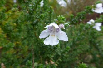 Prostanthera cuneata Flower (04/10/2015, Kingston Maurward Gardens, Dorchester)