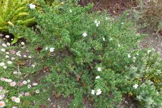 Prostanthera cuneata (04/10/2015, Kingston Maurward Gardens, Dorchester)