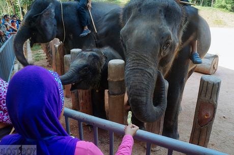 What to Do in Terengganu: Kenyir Lake’s Elephants and Water Park