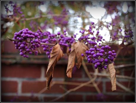 Autumn colours