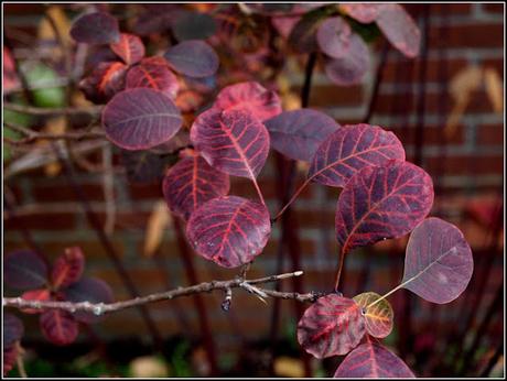 Autumn colours