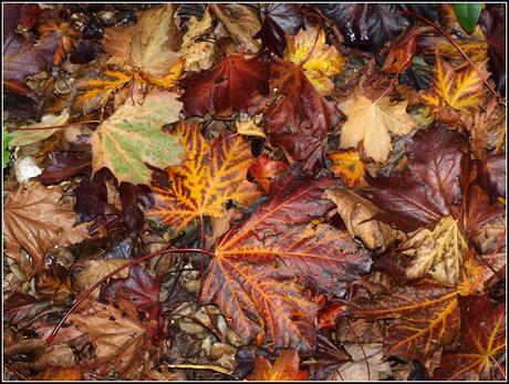 Autumn colours