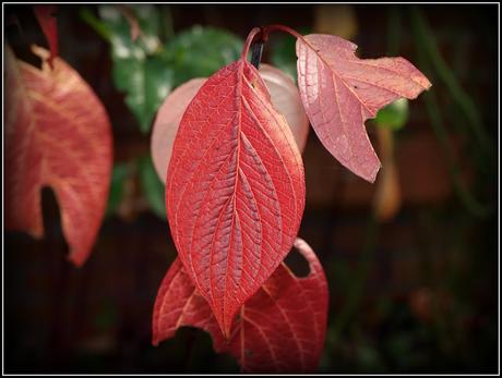 Autumn colours