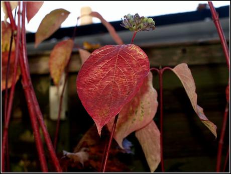 Autumn colours