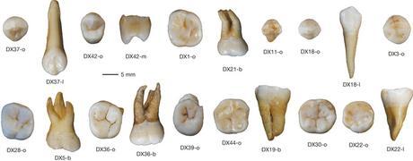 Early “failed” migration out of Africa was actually successful