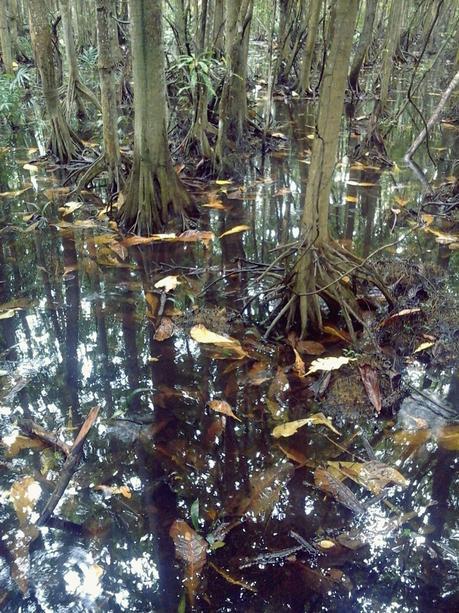 A Visit to Lekki Conservation Center