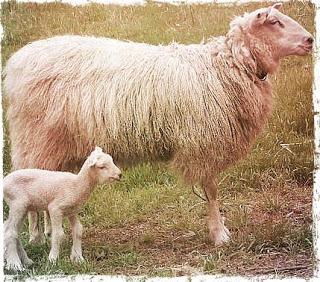 Be ye reconciled to God