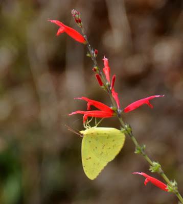 The Elusive Clouded Sulphur