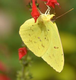 The Elusive Clouded Sulphur