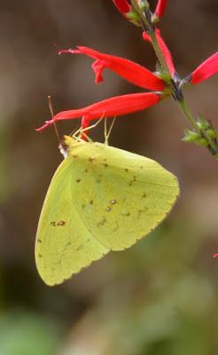 The Elusive Clouded Sulphur